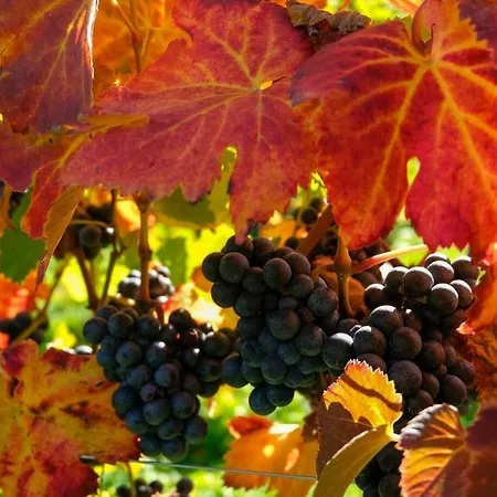 Appartamento Weinhof Klug-krainer Deutschlandsberg