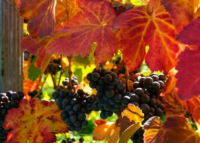 דירה Weinhof Klug-krainer דויטשלנדסברג